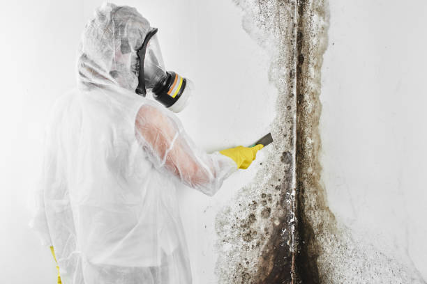 Best Emergency Mold Remediation  in Alameda, CA